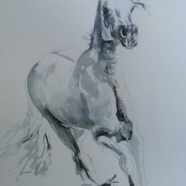 Equus caballus
