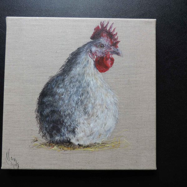 Gallus gallus domesticus 2